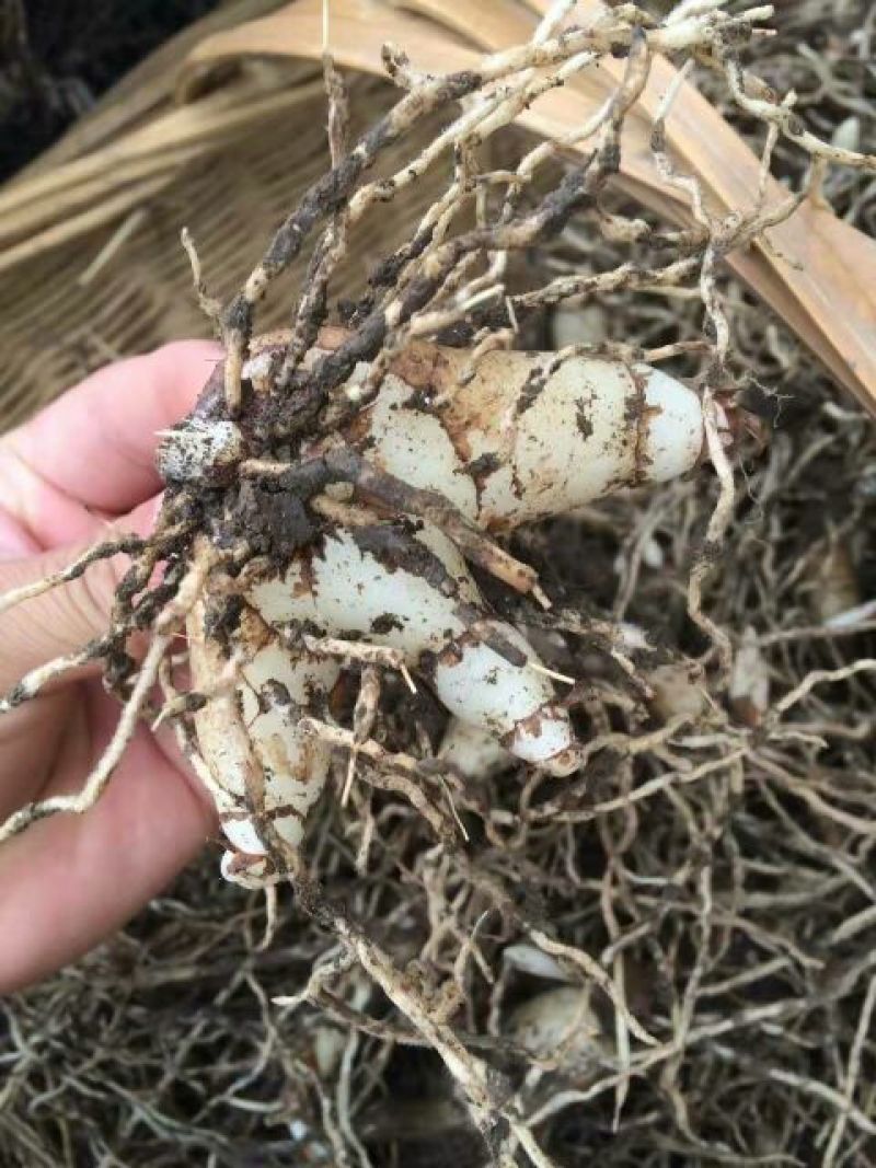 三叉白芨种苗20~30cm