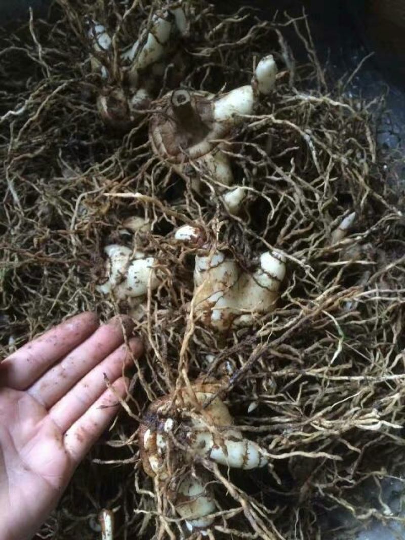 三叉白芨种苗20~30cm
