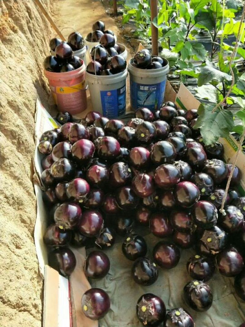 紫光圆茄量大价格低