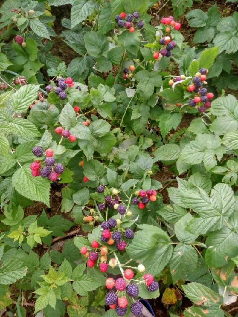 黑树莓苗苗圃基地直发高成活高产量提供种植技术放心苗