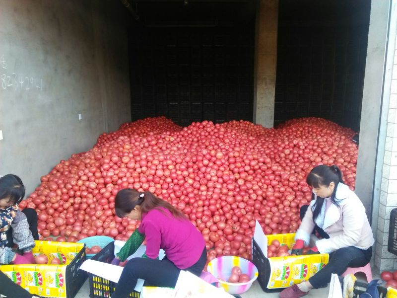 宁夏硬粉西红柿大量上市中，产地直发，全国供应货源充足