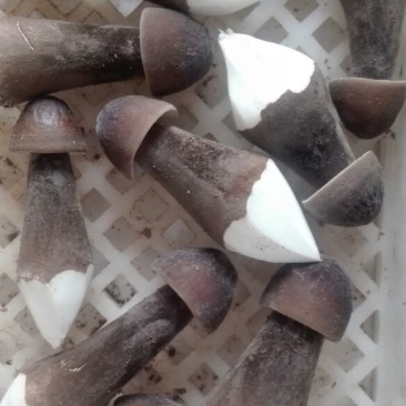 黑皮鸡枞