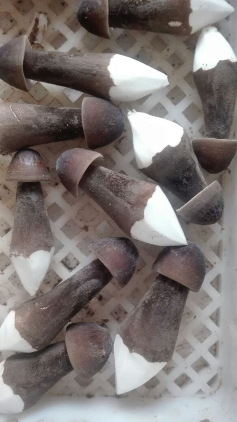 黑皮鸡枞