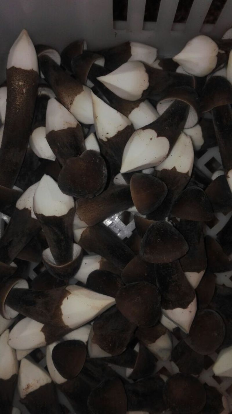 黑皮鸡枞