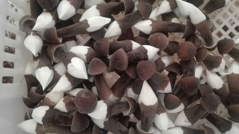 鸡枞菌特级