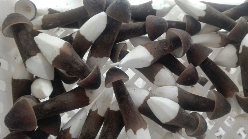 鸡枞菌特级