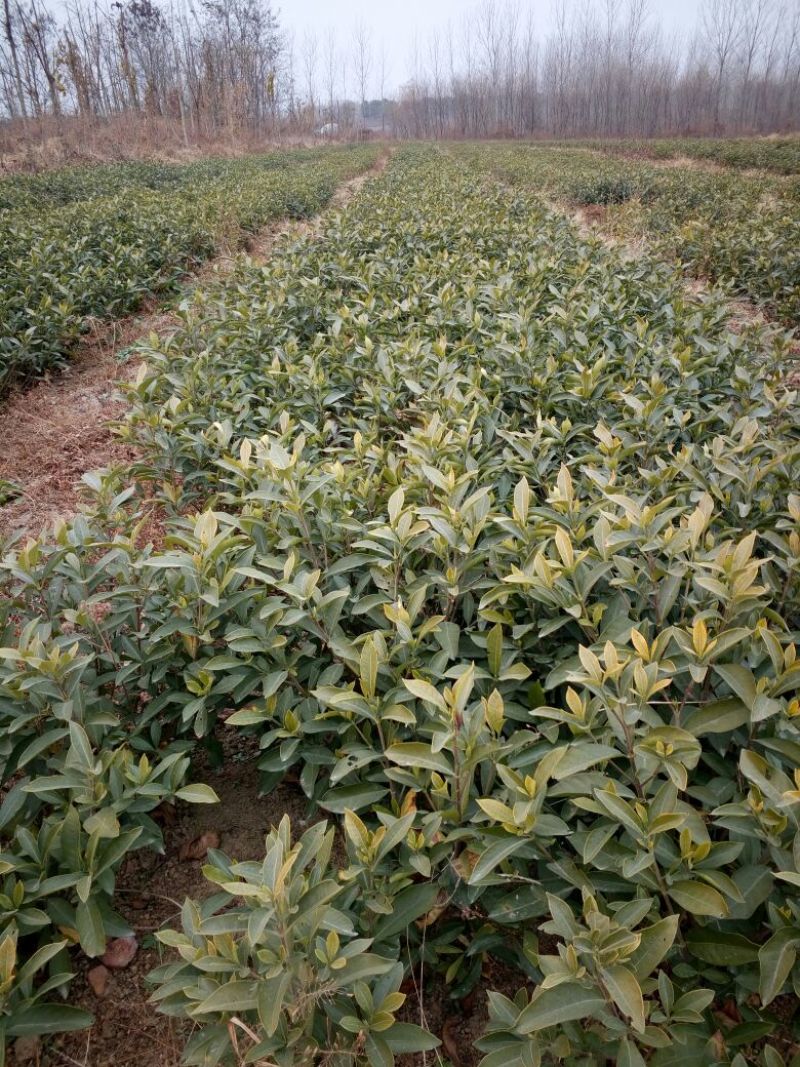 栀子花2cm以下4cm以下0.5米以下