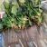大叶菠菜20~25厘米