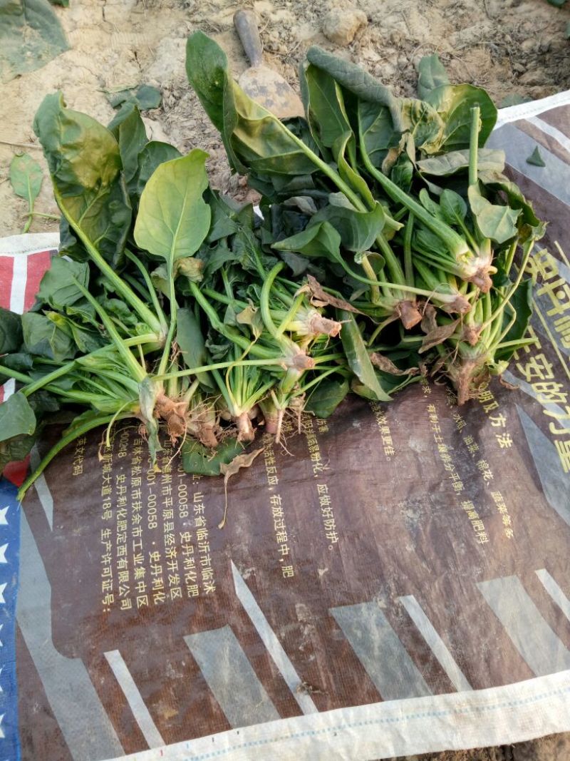 大叶菠菜20~25厘米