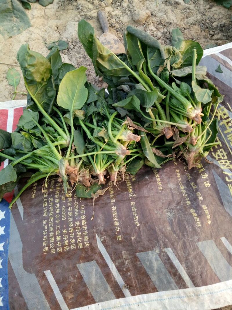 大叶菠菜20~25厘米
