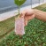 黄金百香果苗10~20cm