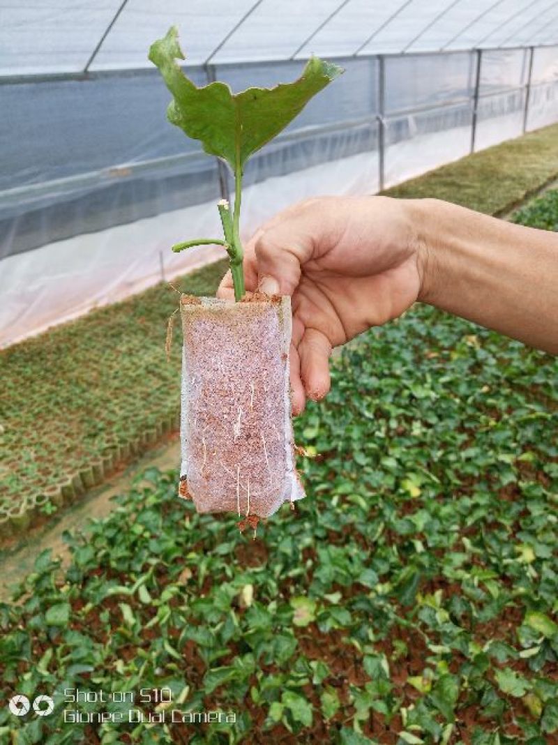 黄金百香果苗10~20cm
