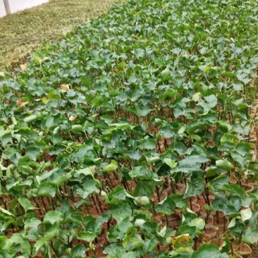 黄金百香果苗10~20cm