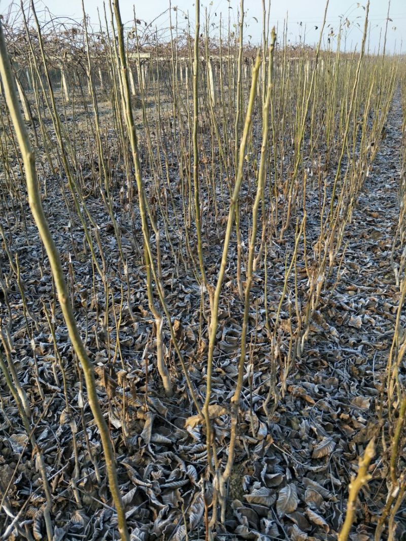 香玲辽核8518核桃苗三年苗100~200cm