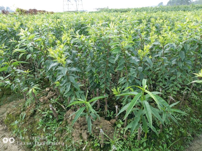 三华李树苗30~40cm