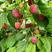 树莓苗10~30cm量大从优提供种植技术诚信经营