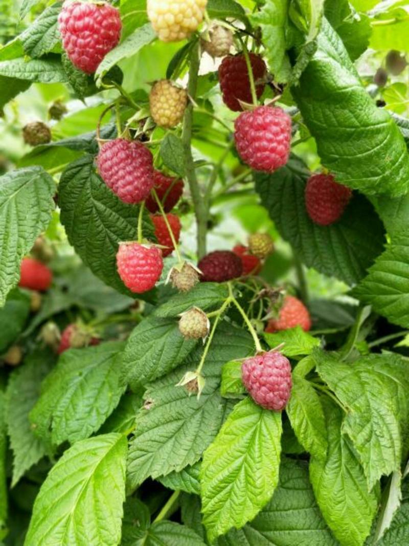 树莓苗10~30cm量大从优提供种植技术诚信经营
