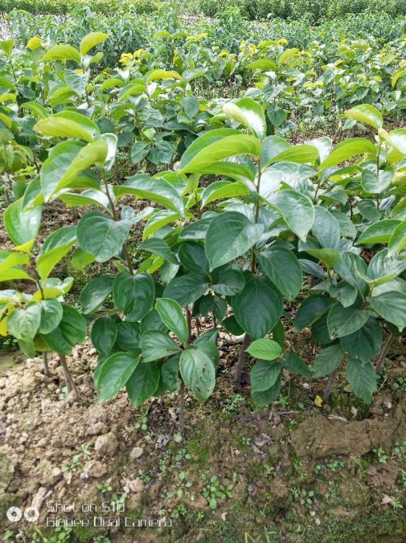 柿树苗30~40cm
