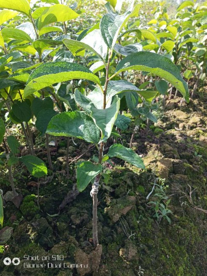 柿树苗30~40cm