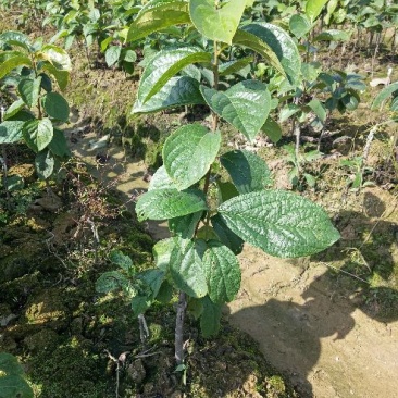 柿树苗30~40cm