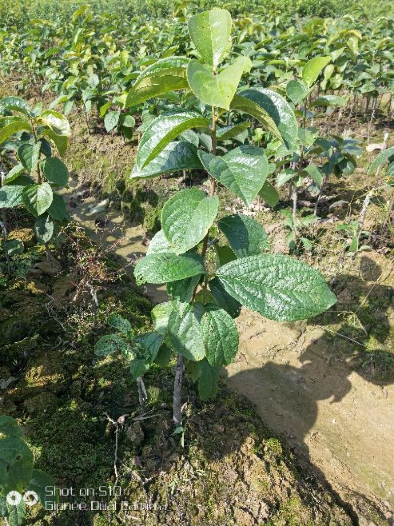 柿树苗30~40cm