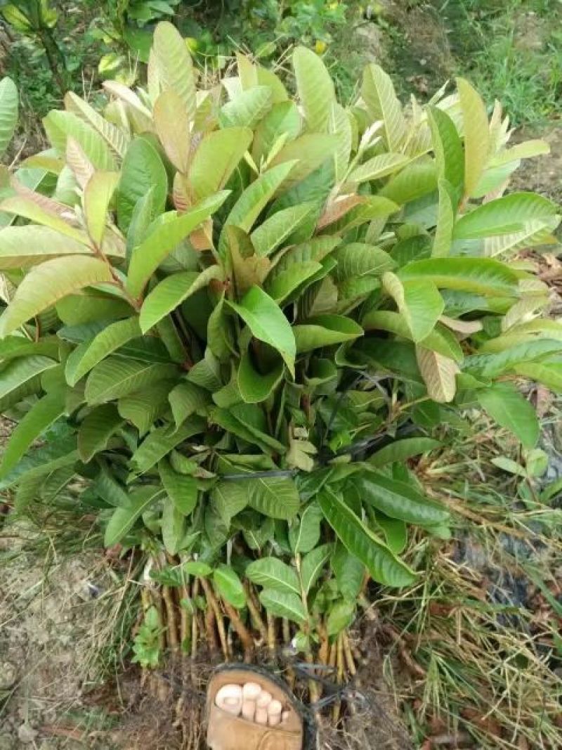台湾红心番石榴苗30~50cm