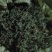 蒲公英10cm以上