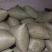 蒲公英10cm以上