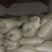 蒲公英10cm以上