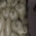蒲公英10cm以上
