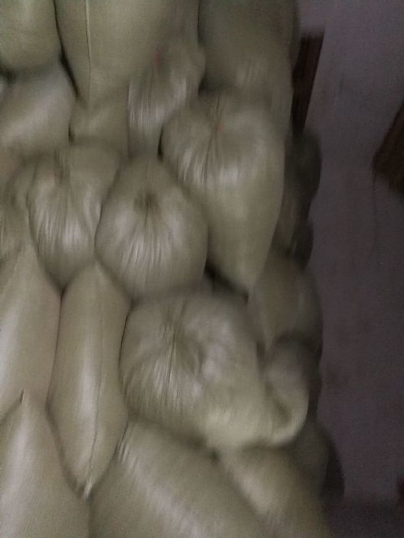蒲公英10cm以上