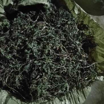 蒲公英10cm以上