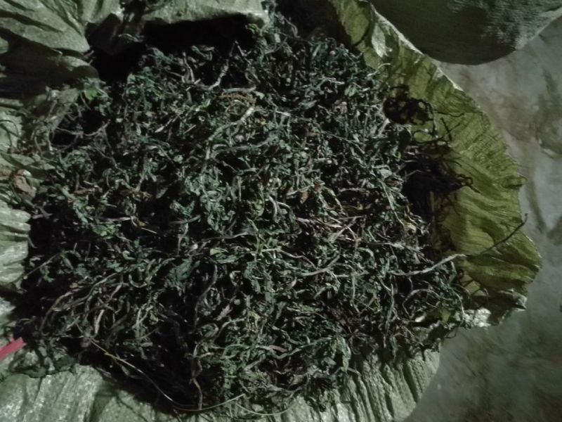 蒲公英10cm以上