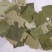 荷叶选货20~25cm
