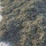 蒲公英10cm以上