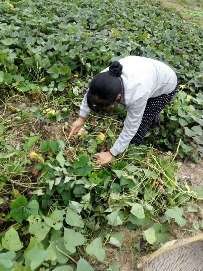红薯粉丝散装