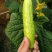 水果黄瓜鲜花带刺18~22公分