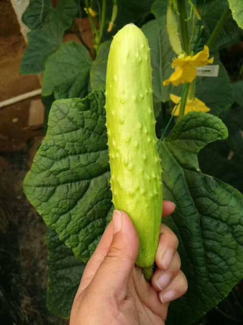 水果黄瓜鲜花带刺18~22公分
