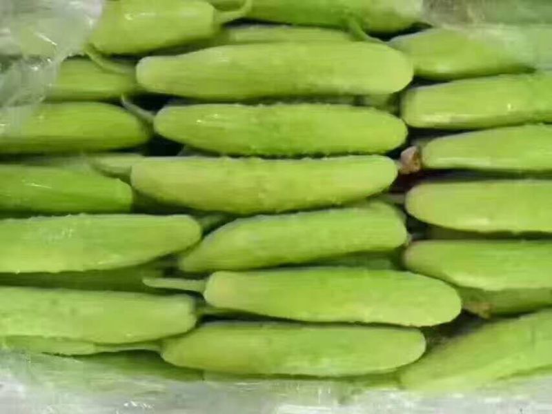 水果黄瓜鲜花带刺18~22公分