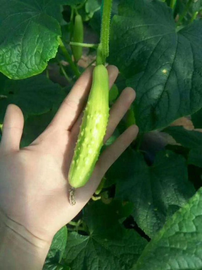 水果黄瓜鲜花带刺18~22公分