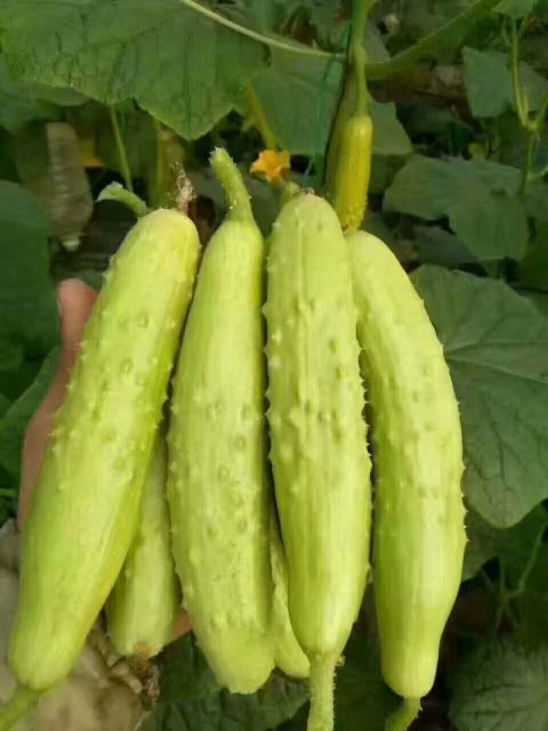 水果黄瓜鲜花带刺18~22公分