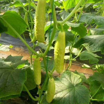 水果黄瓜鲜花带刺18~22公分