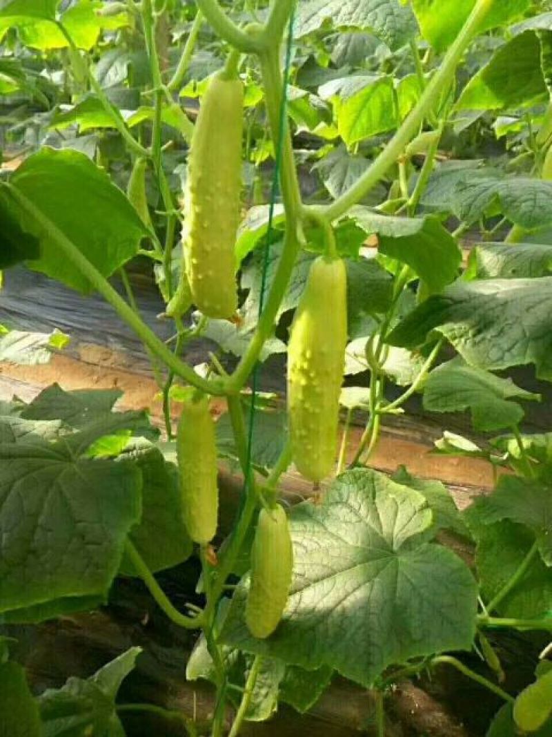 水果黄瓜鲜花带刺18~22公分