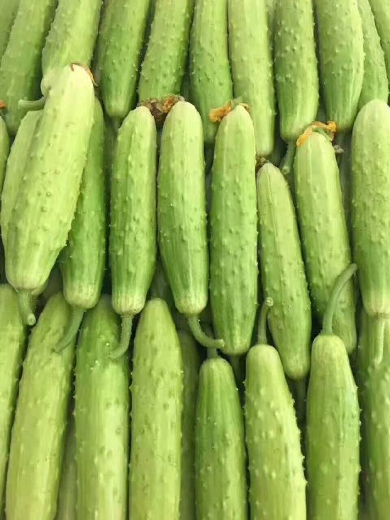 水果黄瓜鲜花带刺18~22公分