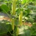 水果黄瓜鲜花带刺18~22公分