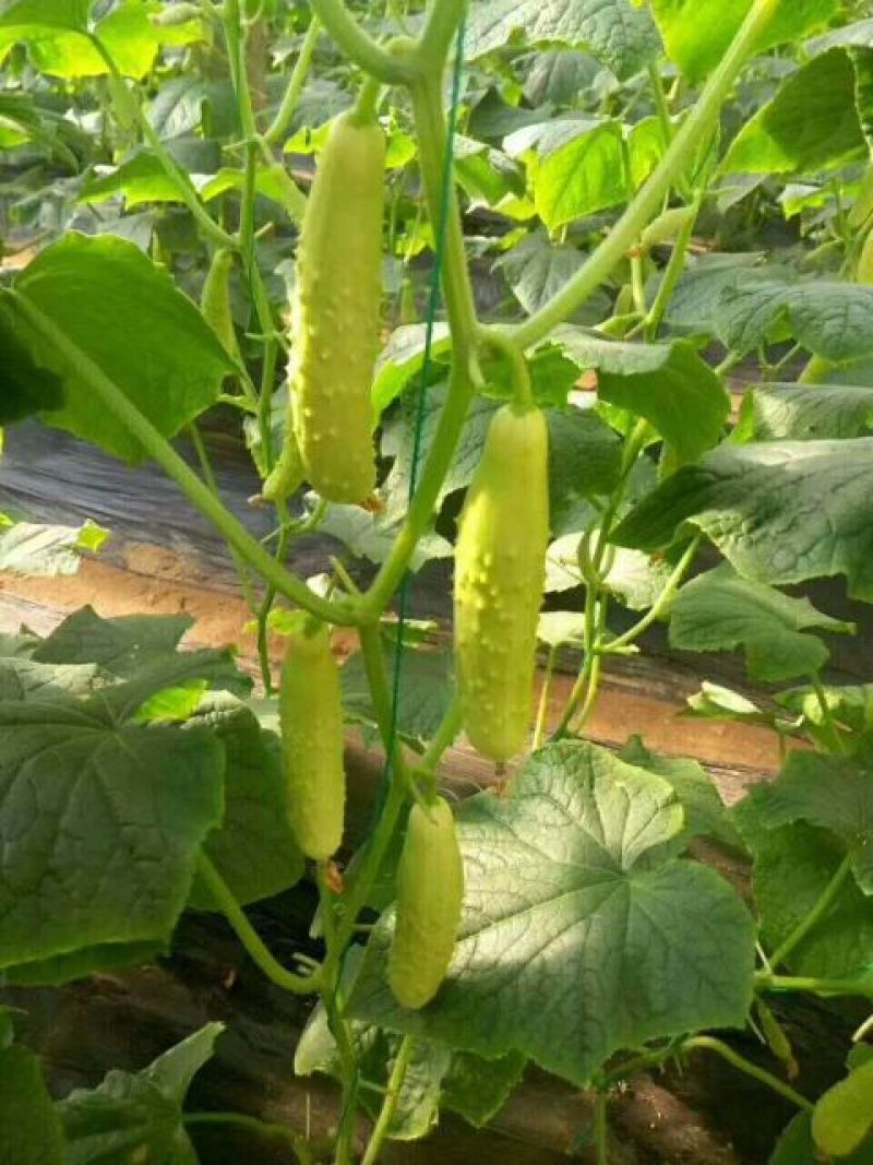 水果黄瓜鲜花带刺18~22公分