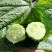 水果黄瓜鲜花带刺18~22公分