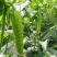 水果黄瓜鲜花带刺18~22公分