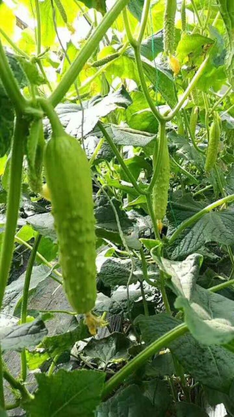 水果黄瓜鲜花带刺18~22公分
