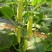 水果黄瓜鲜花带刺18~22公分